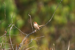 Cisticola nigriloris