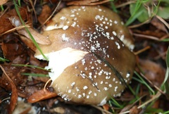 Amanita pantherina