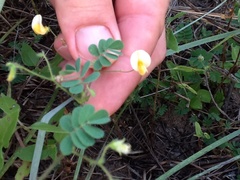 Aeschynomene viscidula