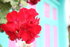 Pelargonium × hybridum