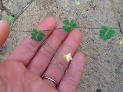 Aeschynomene viscidula