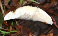 Amanita pantherina