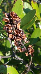 Weinmannia