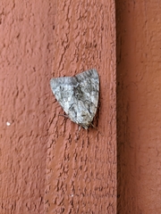 Catocala habilis
