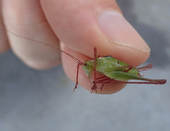 Leptophyes punctatissima