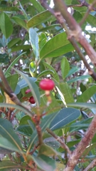 Psychotria