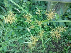 Cyperus esculentus leptostachyus