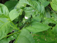Chromacris psittacus