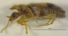 Notoxus calcaratus