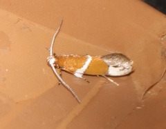 Promalactis longiuncata