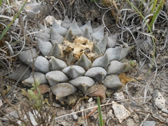 Ariocarpus retusus retusus