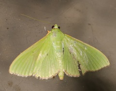 Parotis punctiferalis