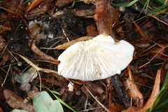 Amanita pantherina
