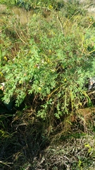 Crotalaria
