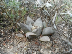 Ariocarpus retusus retusus