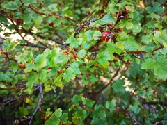 Ribes lobbii