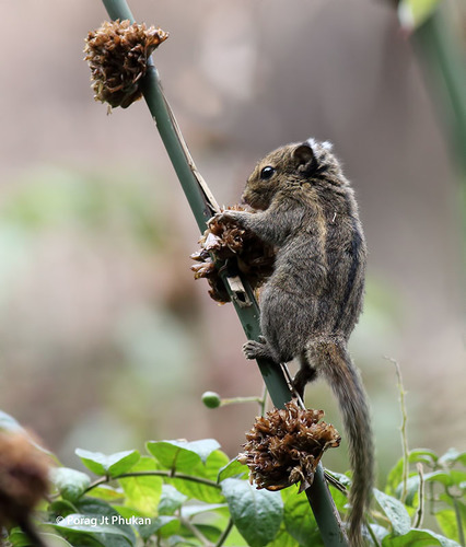 Himalayan Striped Squirrel, Arunachal Pradesh, India, photo 7 of 10