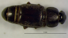 Carpophilus brachypterus