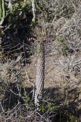 Euphorbia clava