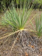 Yucca constricta