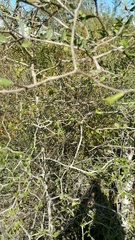 Terminalia