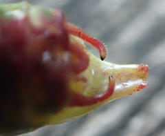 Leptophyes punctatissima