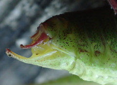 Leptophyes punctatissima