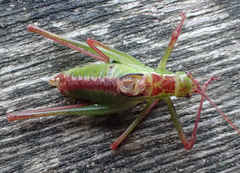 Leptophyes punctatissima