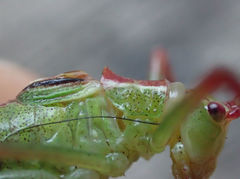 Leptophyes punctatissima