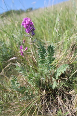 Oxytropis baschkiriensis