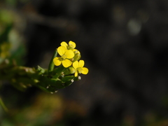 Erysimum marschallianum