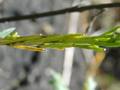 Erysimum marschallianum