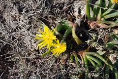 Glottiphyllum longum