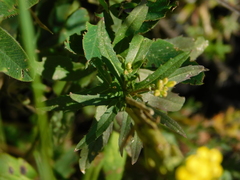 Erysimum marschallianum