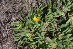 Glottiphyllum longum