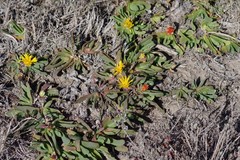 Glottiphyllum longum