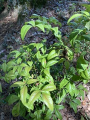 Nandina domestica