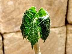 Cnidoscolus elasticus