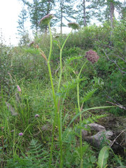 Seseli condensatum
