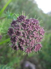 Seseli condensatum