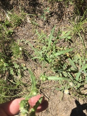Cirsium remotifolium