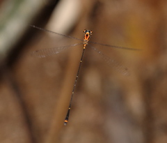 Protoneura woytkowskii