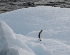 Aptenodytes forsteri