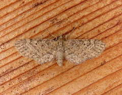 Eupithecia longipalpata