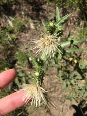 Cirsium remotifolium