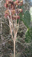 Kalanchoe orgyalis