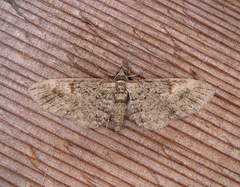 Eupithecia graefii