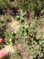 Cirsium remotifolium