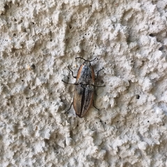 Chalcolepidius rugatus