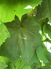 Vitis coignetiae